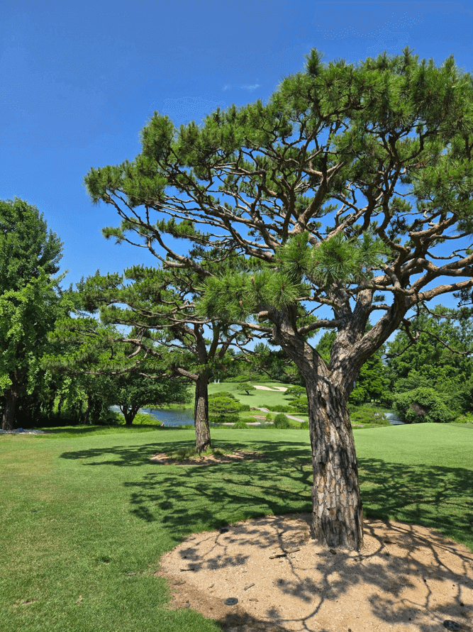 소나무 조경이 멋진 페어웨이