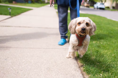 시니어 시기의 애견 산책 달리기 주의.