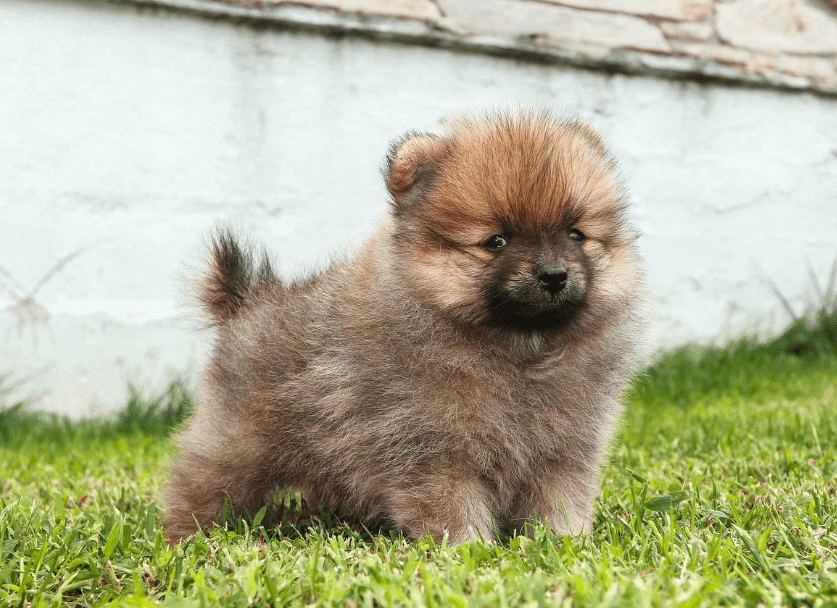 애완용 강아지 종류 및 특징 정리 - 소형 강아지 종류