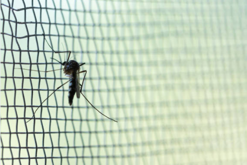 말라리아 증상, 예방접종, 모기 총정리 (2024ver)