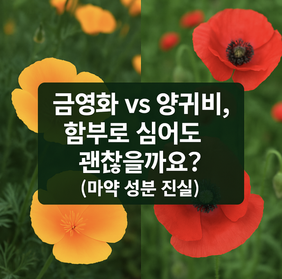 금영화 vs 양귀비, 함부로 심어도 괜찮을까요? (마약 성분 진실)