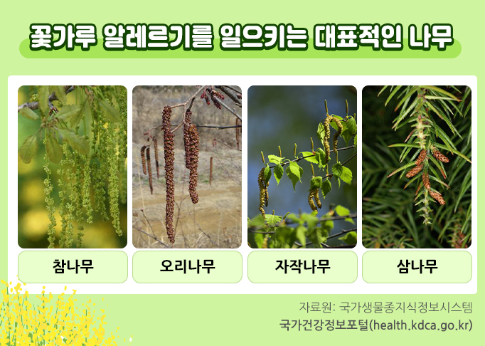 꽃가루 알레르기를 일으키는 대표적인 나무