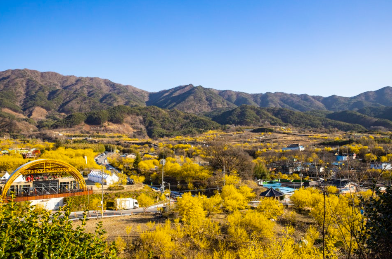 구례 산수유마을