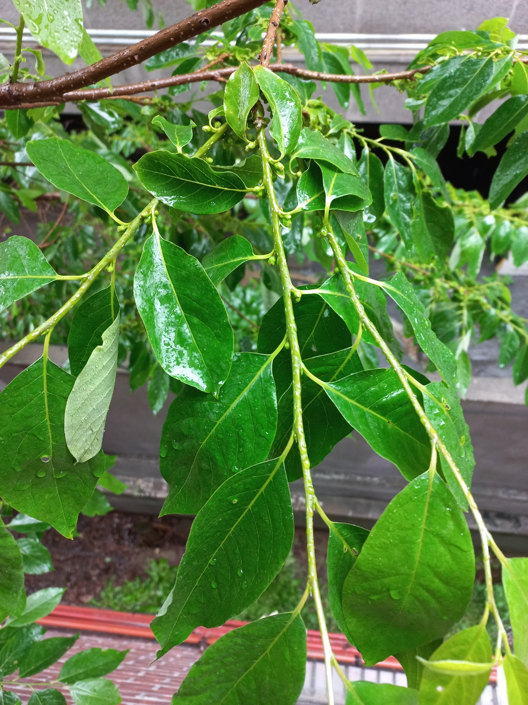 나뭇잎에 떨어진 빗방울