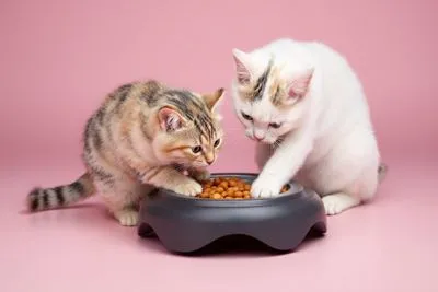 😾 지루함과 에너지 발산