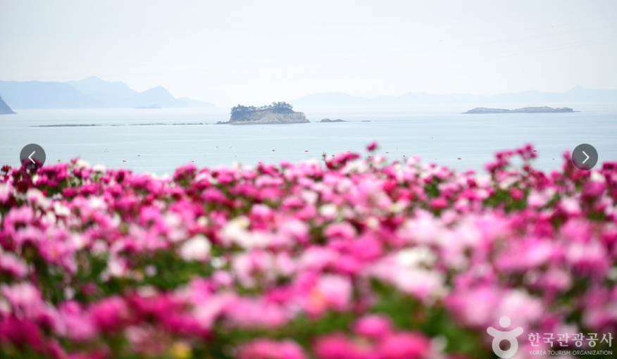고흥 작약꽃밭