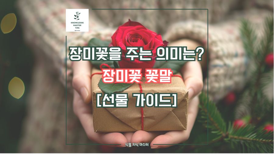 장미꽃을 주는 의미는? 장미꽃 꽃말 [선물 가이드]
