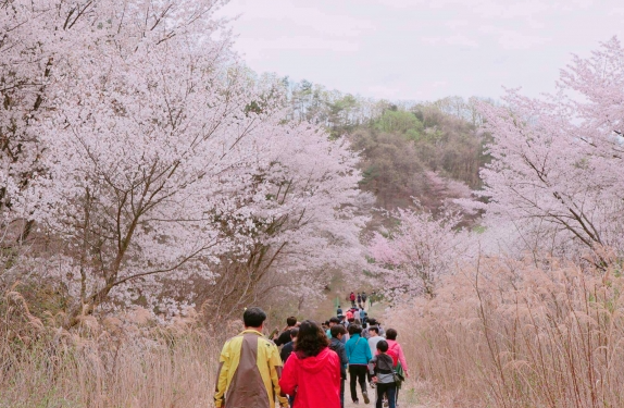금산 보곡산골 산벚꽃 축제