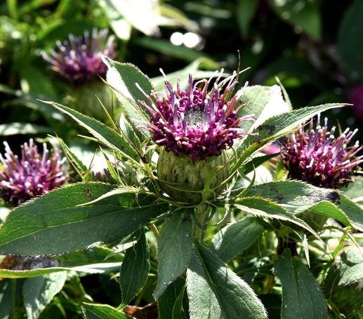 삽주 꽃과 자생지 환경