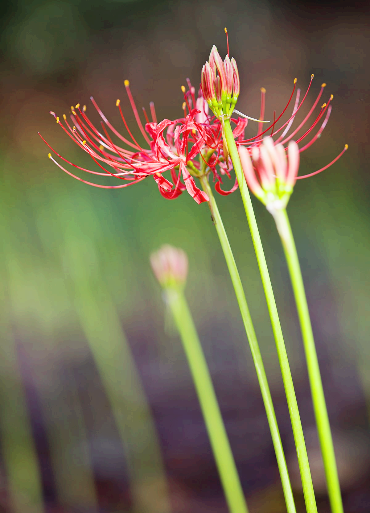 분당 중앙공원 꽃무릇19