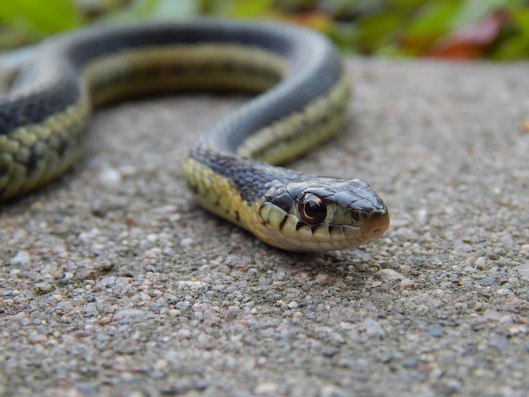 Serpent