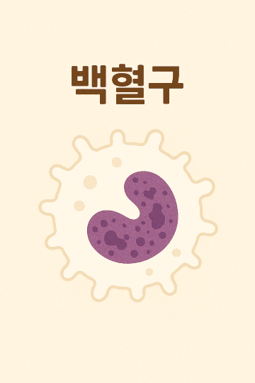 비타민 D의 주요 역할