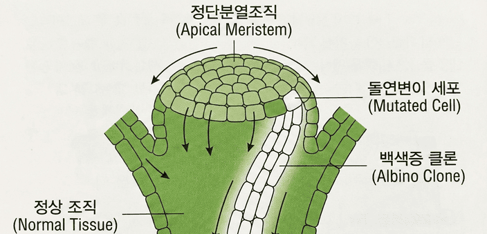 생장과 형태 형성(2): 식물의 형태 형성