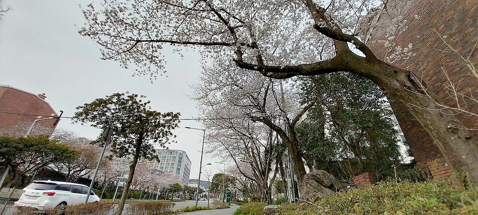 벚꽃이 춤추는 제주의 봄
