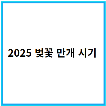 2025년 벚꽃 만개 시기