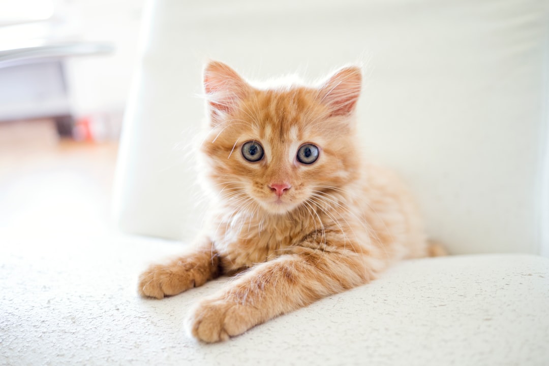 Kitten