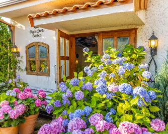 수도권 수국명소 추천 7곳, 도심 속에서 만나는 수국의 향연