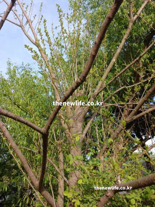 꾸지뽕 효능 강력한 항암 모루신 플라보노이드