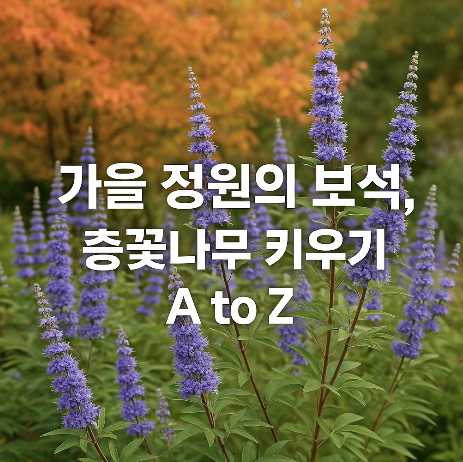 가을 정원의 보석, 층꽃나무 키우기 A to Z