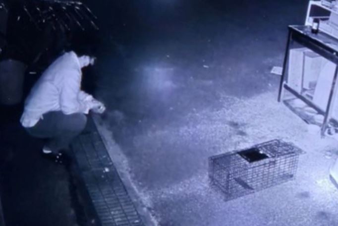 천안 길고양이 학대 유명 셰프 누구 카페 이름 사건 전말 SNS 반찬가게