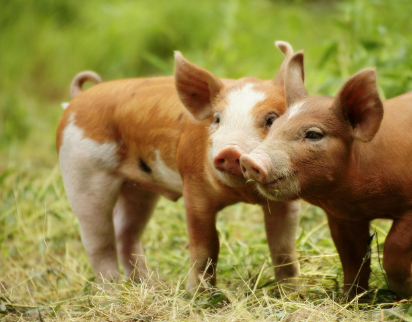 2025년 7월 돼지띠(생년별) 운세