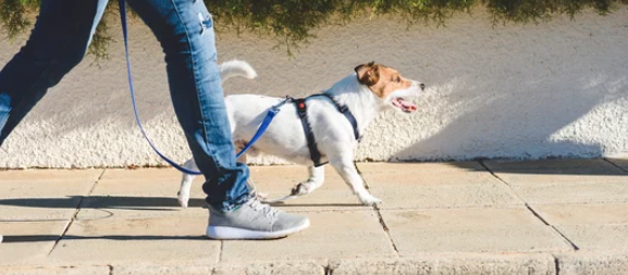 산책하는 강아지/출처:어도비스톡