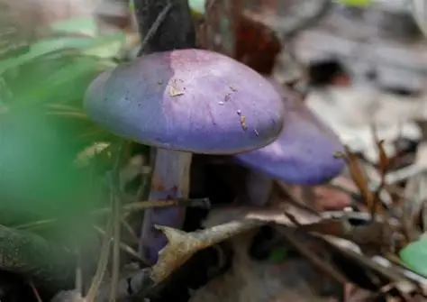 끈적푸른 독성버섯