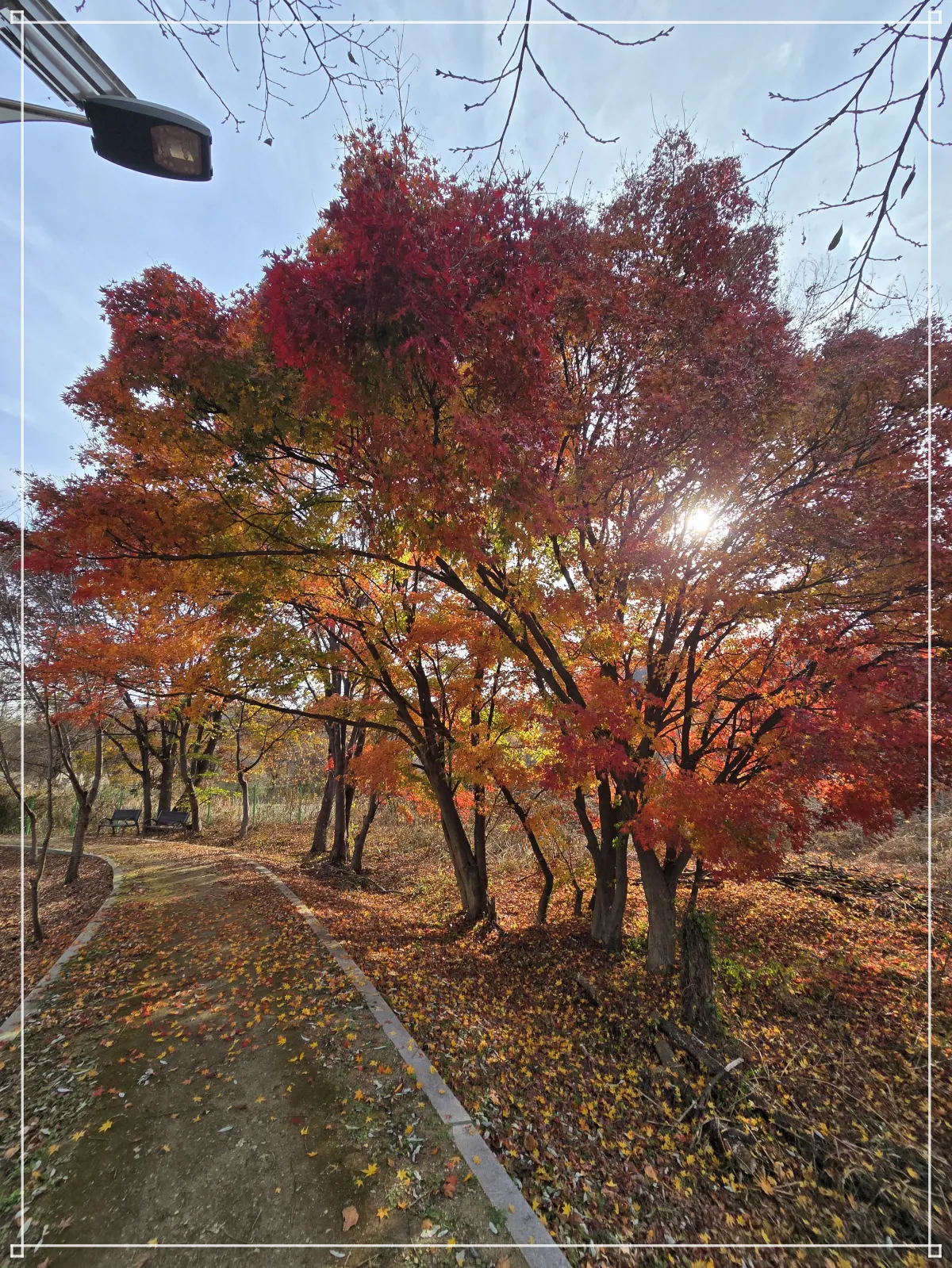 용담수변생태공원-단풍나무-산책로