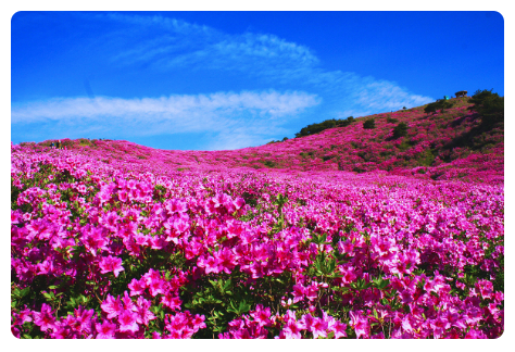 5월 꽃축제 가볼만한 곳 BEST3