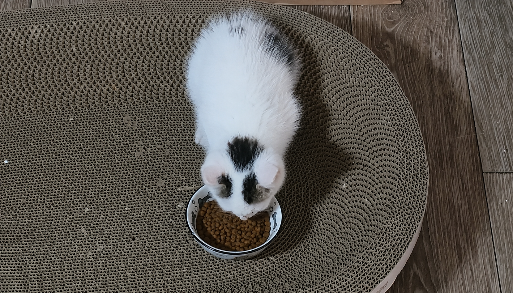 고양이 사료 분석 사진
