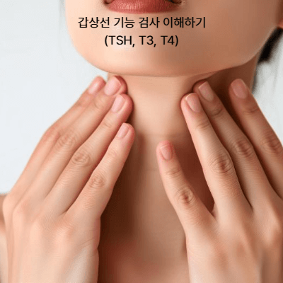 갑상선 기능 검사 가이드|2030 직장인이 꼭 알아야 할 이유