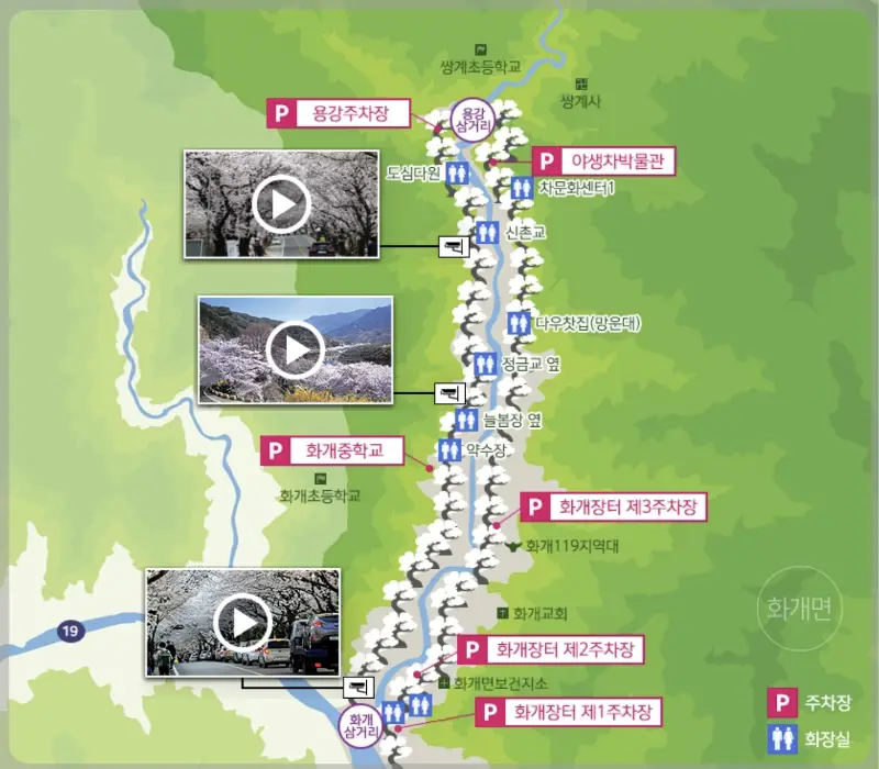 하동 십리벚꽃길 개화상황_2