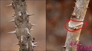 엄나무순 - 왜 봄마다 찾을까? -작목법