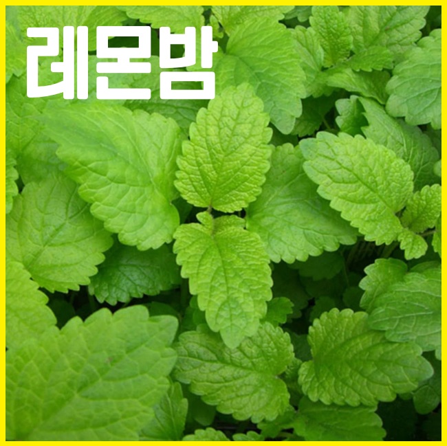 레몬밤
