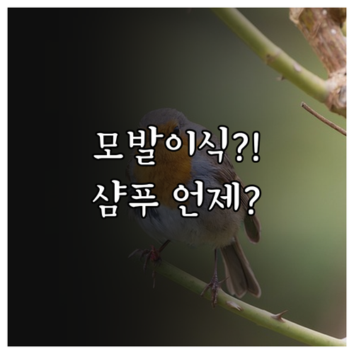 비절개 모발이식 후 샴푸 언제부터 가..