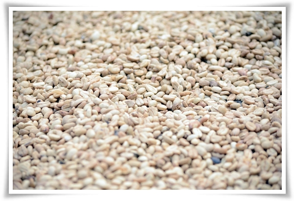 텃밭 "5월, 참깨 심으세요!" 향긋한 꼬소함이 톡톡, 텃밭에서 직접 키우기!