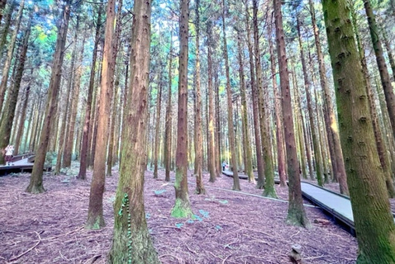 제주 사려니숲길