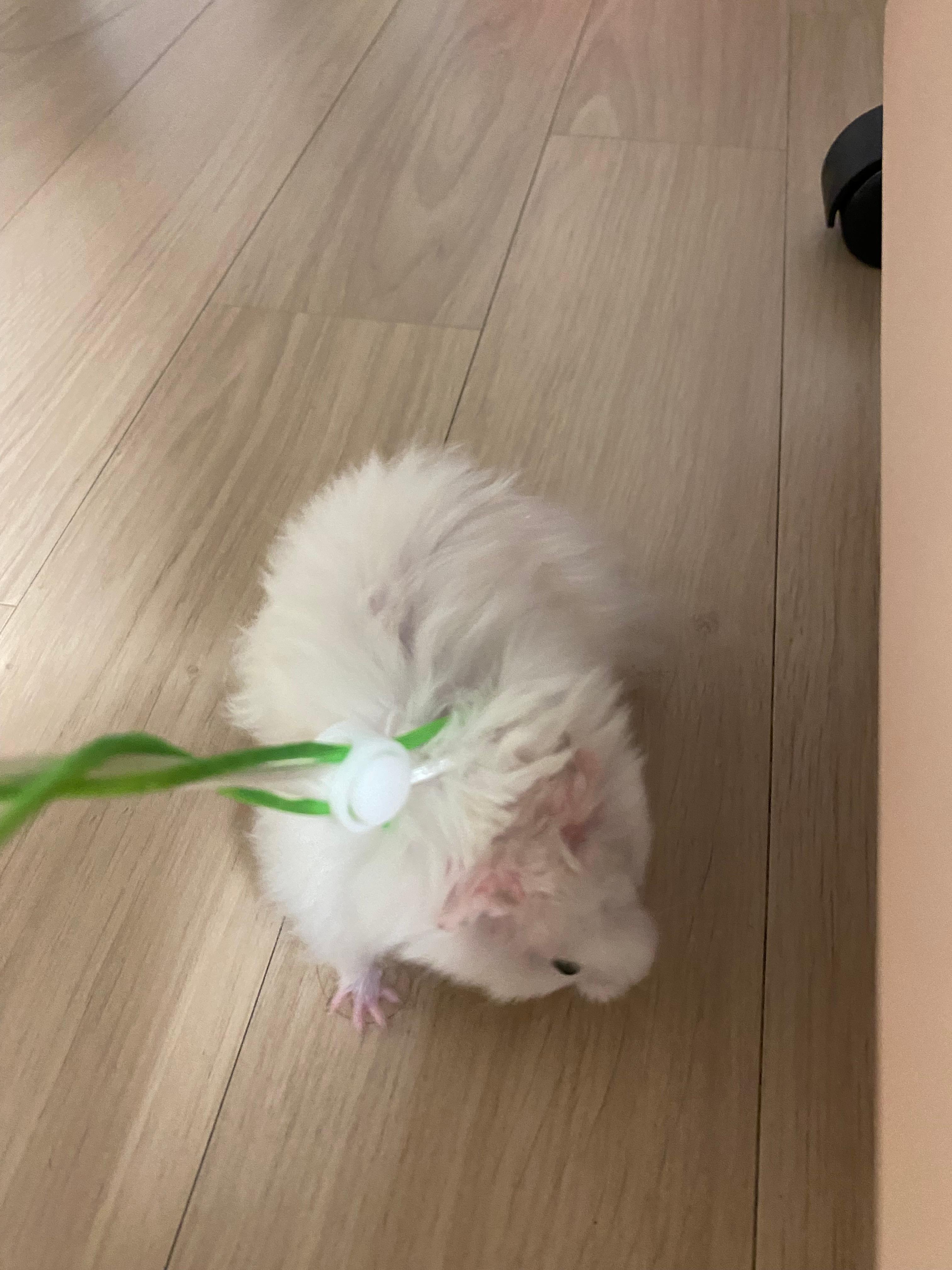 열심히 목줄하고 돌아다니는 햄스터