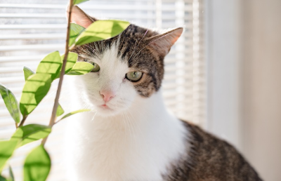 이쪽을 바라보는 고양이