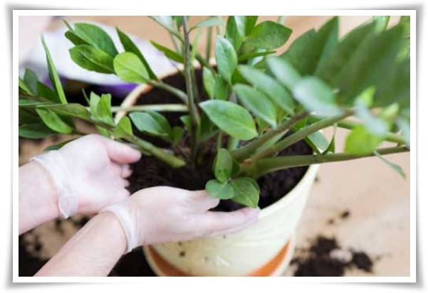 "금전수 키우기" 행운과 부를 불러오는 매력적인 식물!