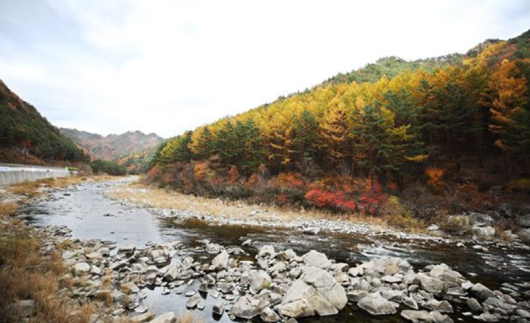 백두대간 협곡열차