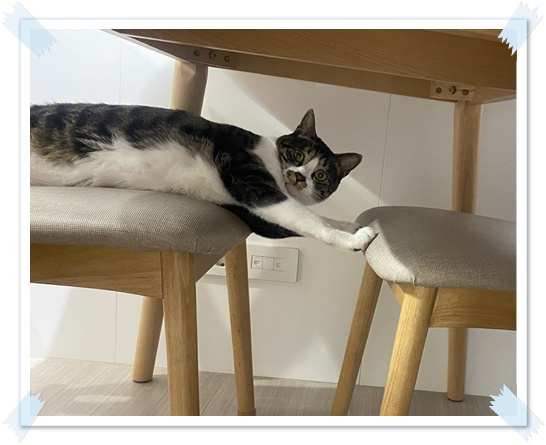 고양이-키우기-현실