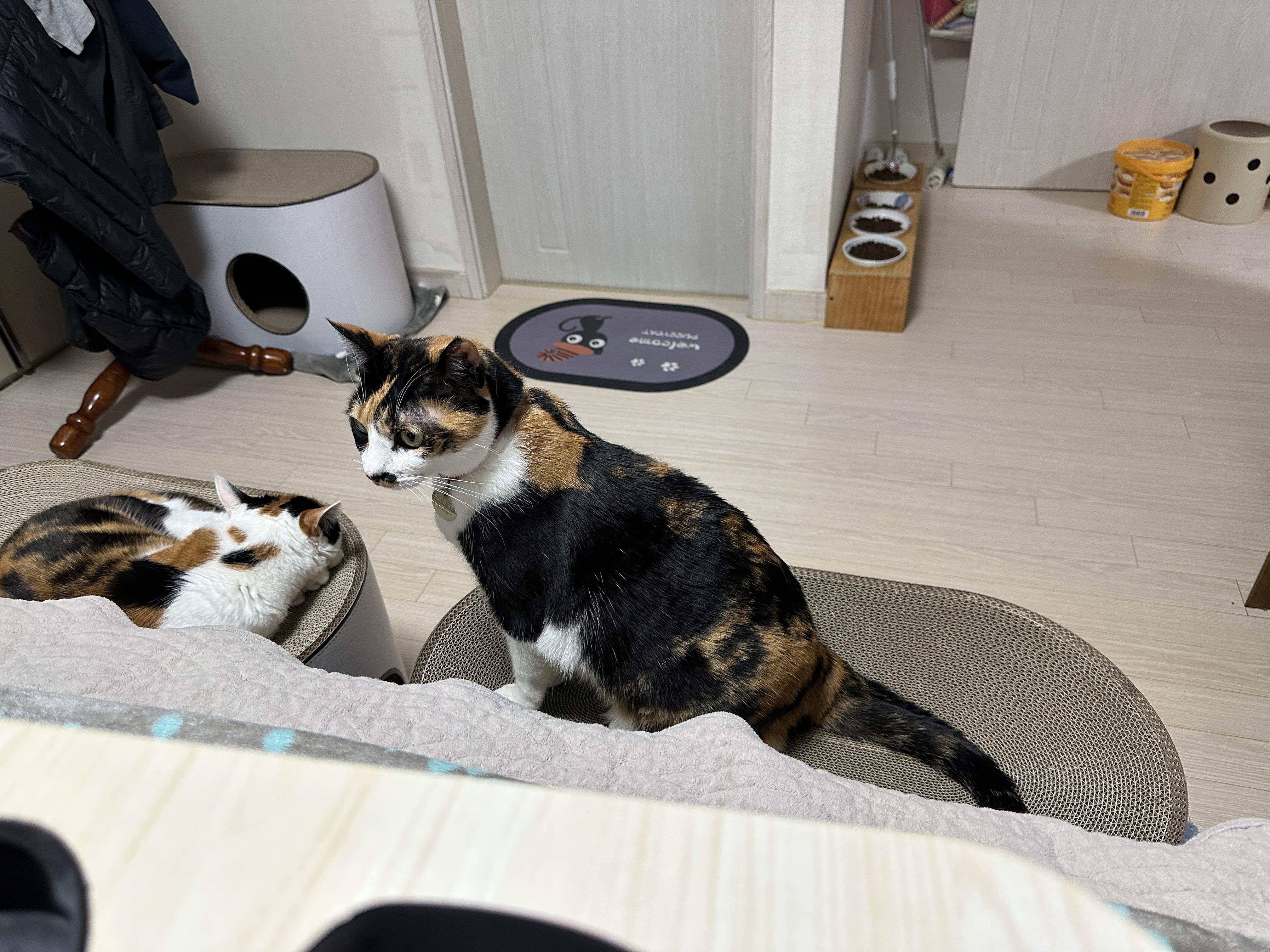 새_스크래쳐_위에_있는_삼색이고양이들_요미와_다다