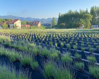 고성 라벤더 축제 하늬 라벤더 팜_15