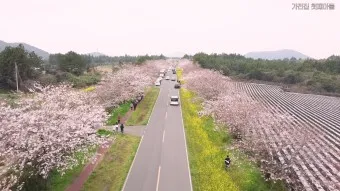 제주 벚꽃 명소 추천 아무도 모르는 명소_39