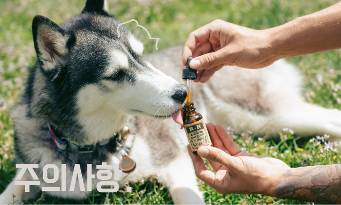 강아지-영양제