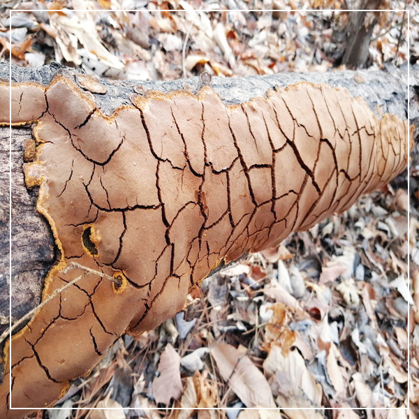 상황버섯-효능