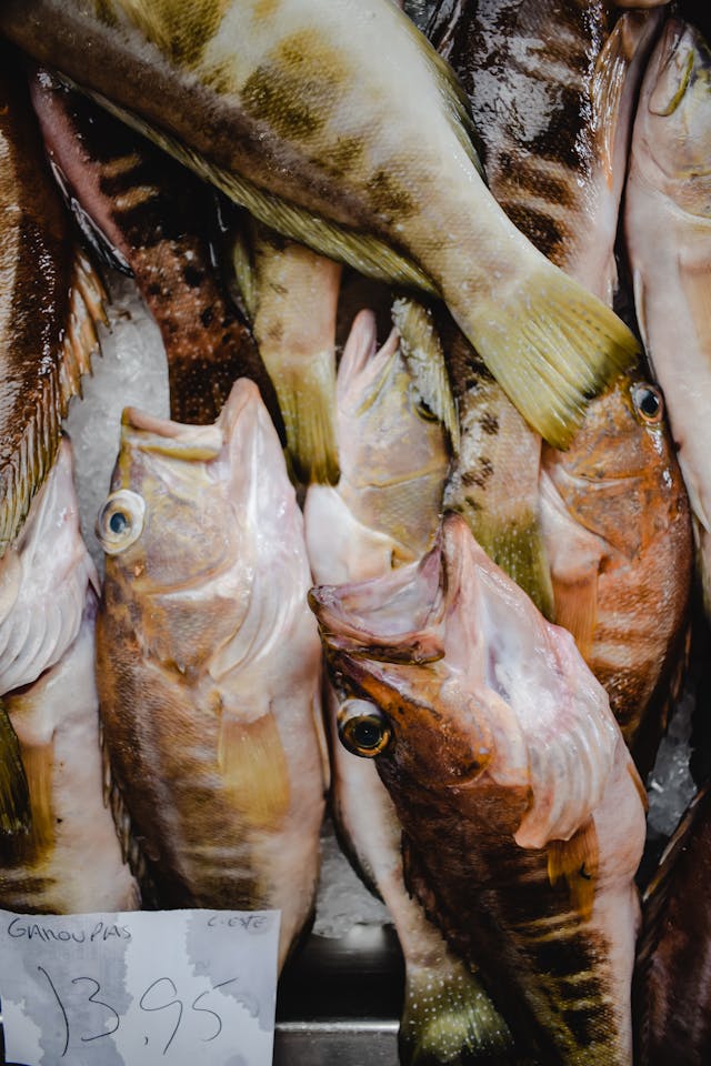 단백질많은생선