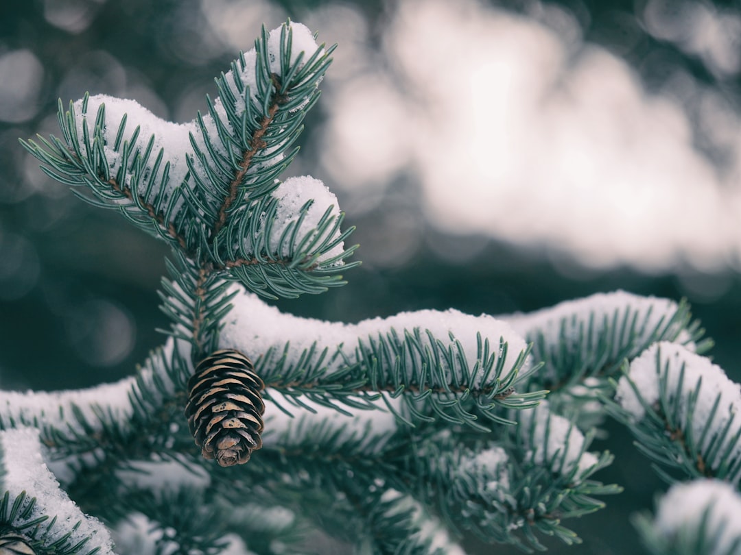 'Cold'