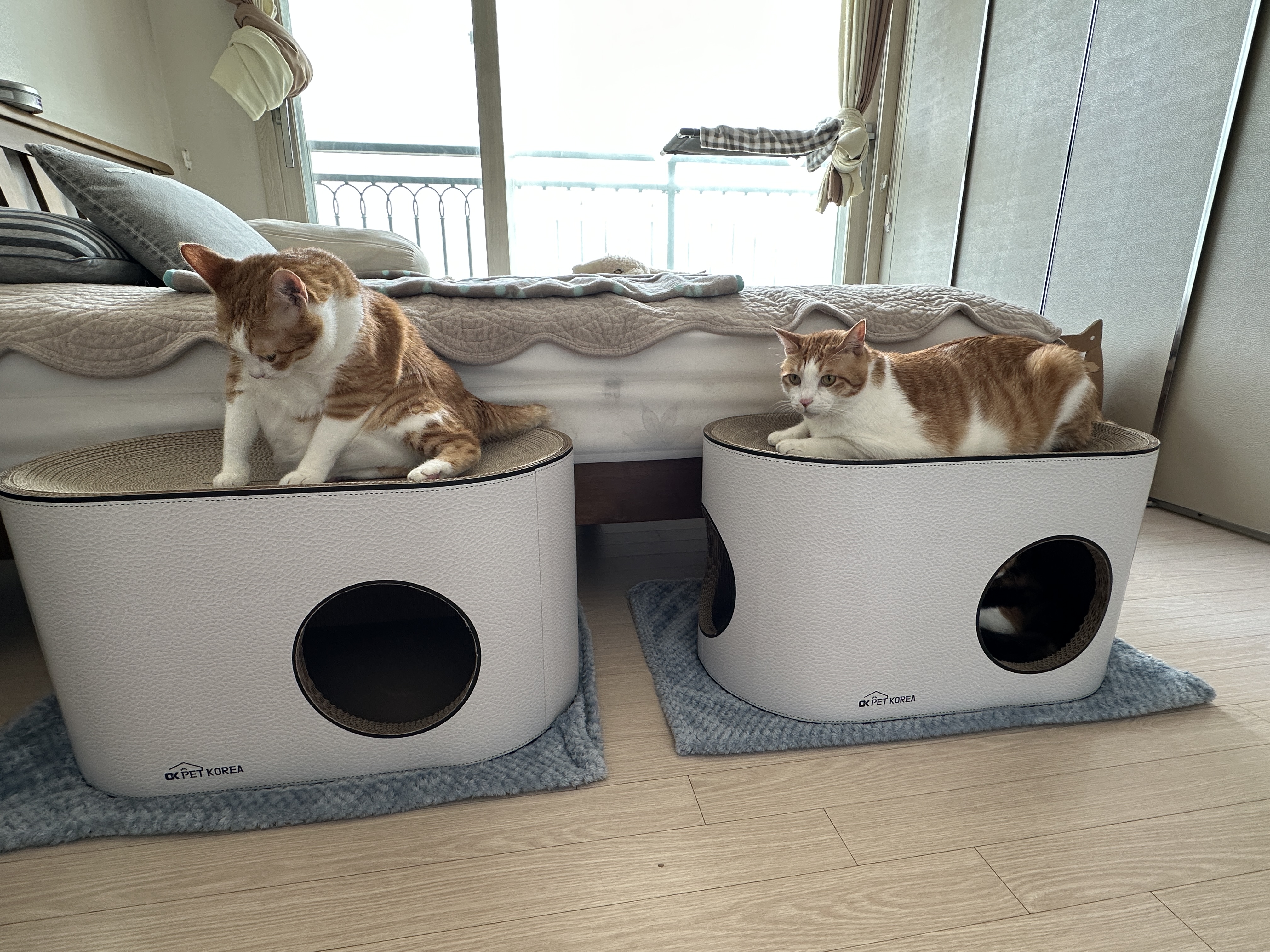 하이라운드_스크래쳐_위에_있는_치즈냥이들